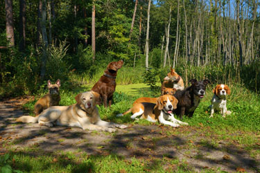 Hundebetreuung Friedrichshain 1